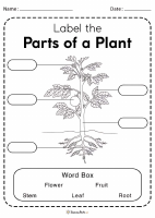 PartsofPlant.pdf